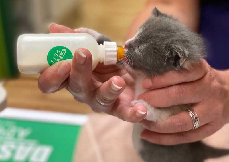 Carousel Slide 4: Kitten veterinary care