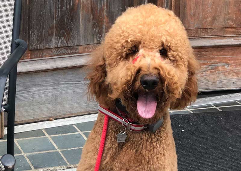 Carousel Slide 4: Dog veterinary care